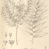 96. CASEARIA I. microphylla, II. oligantha.