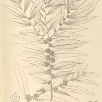 97. CASEARIA Brasiliensis.