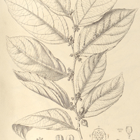 98. CASEARIA Commersoniana.