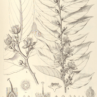 99. RYANIA I. canescens, II. Riedeliana, III. Mansoana.