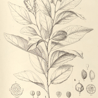 100. BANARA I. Brasiliensis, II. Guianensis.
