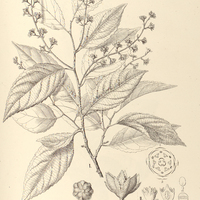 101. HOMALIUM I. pedicellatum, II. Racoubea.