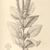 102. ABATIA tomentosa.