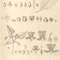 103. I. EUCERAEA nitida, II. TETRATHYLACIUM macrophyllum, III a. PROCKIA Crucis, III. b. PROCKIA…