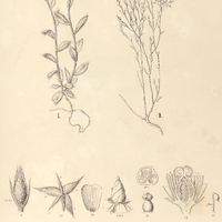 104. HELIANTHEMUM Brasiliense, I. forma latifolia, II. forma angustifolia.