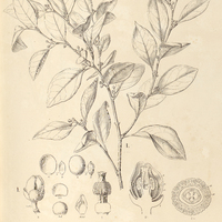 105. CINNAMODENDRON I. axillare, II. corticosum.