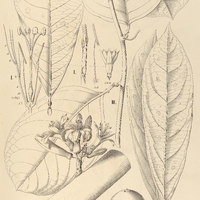 106. DILKEA I. retusa, II. acuminata, III. Wallisii.