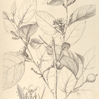 107. PASSIFLORA Mansoi.