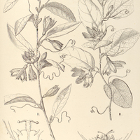 108. PASSIFLORA I. haematostigma, II. pentagona.