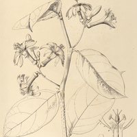 109. PASSIFLORA spicata.