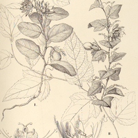 110. PASSIFLORA I. clathrata, II. villosa.