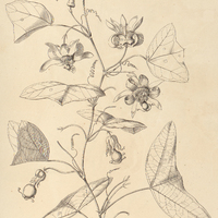 111. PASSIFLORA Organensis.