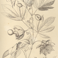 113. PASSIFLORA serrata.