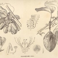 114. PASSIFLORA alata.