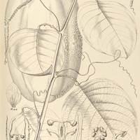 115. PASSIFLORA macrocarpa.