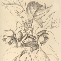 116. PASSIFLORA riparia.