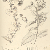 117. PASSIFLORA I. Miersii, II. malacophylla.