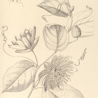 118. PASSIFLORA nitida.