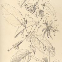 119. PASSIFLORA mucronata.