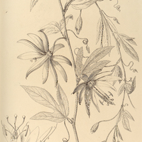 120. PASSIFLORA speciosa.