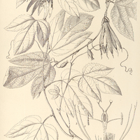 121. PASSIFLORA vitifolia.