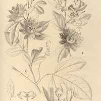 122. PASSIFLORA I. edulis, II. tetraden.