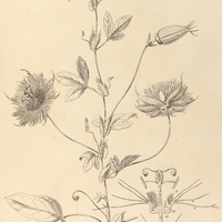123. PASSIFLORA violacea.