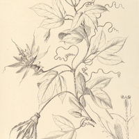 124. PASSIFLORA setacea.