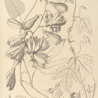 125. PASSIFLORA racemosa.