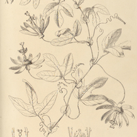 126. PASSIFLORA Raddiana.
