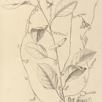 127. PASSIFLORA sylvestris.