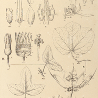 128. I. TACSONIA mixta. II. PASSIFLORA Banksii, III. P. sanguinolenta, IV. P. pallens, V. P…