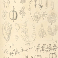 1. CALLITRICHE I .verna, II. deflexa cum varr.