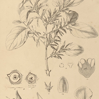 2. CALLISTHENE fasciculata.