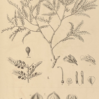 3. CALLISTHENE I. microphylla, II. major.