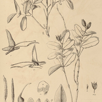 4. QUALEA I. retusa, II. Cassiquiarensis.