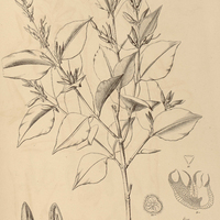 5. QUALEA Gardneriana.