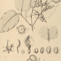 6. QUALEA I. macropetala, II. Glaziovii.