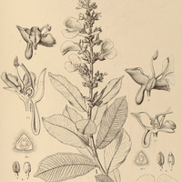 7. QUALEA I. Jundiahy, II. multiflora.