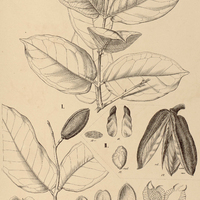 8. QUALEA I. psidiifolia, II. grandiflora
