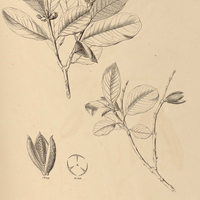 9. QUALEA Lundii.