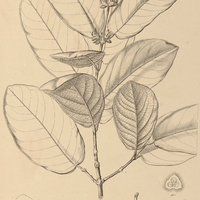 10. QUALEA glauca.