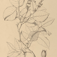 12. QUALEA cryptantha.