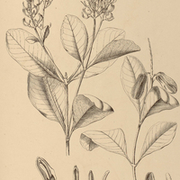 13. VOCHYSIA obscura.