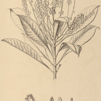 14. VOCHYSIA parviflora.