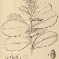 15. VOCHYSIA I. lucida, II. thyrsoidea.
