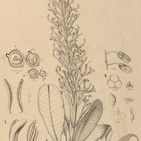 16. VOCHYSIA I. oppugnata, II. Tucanorum.