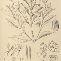 17. I.VOCHYSIA laurifolia, II. SALVERTIA convallariodora.
