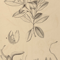 18. VOCHYSIA I. calophylla, II. Haenkeana.