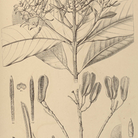19. VOCHYSIA densiflora.